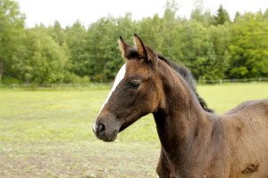 _MG_3836_redigerad-1