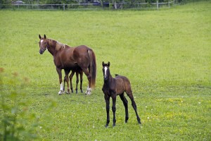 _MG_3849_redigerad-1