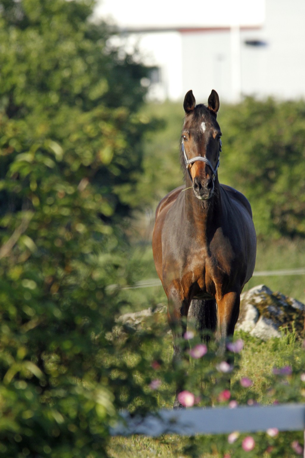 Tack min kära&nbsp;Marwil