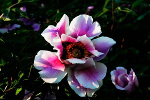 _MG_7172_redigerad-2