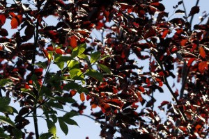 _MG_7194_redigerad-1