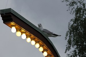 _MG_7232_redigerad-1