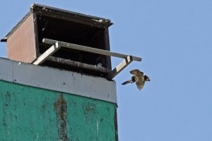 _MG_7355_redigerad-1