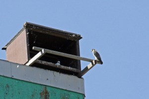 _MG_7426_redigerad-1